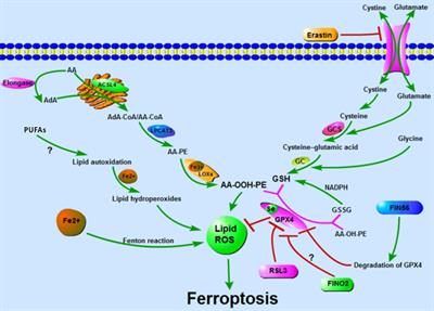 Mechanisms of Ferroptosis and Relations With Regulated Cell Death: A Review